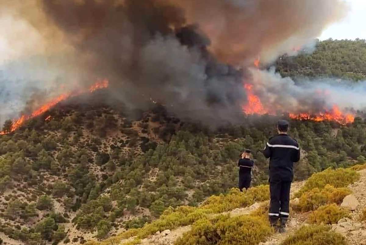 حرائق الغابات