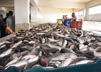 تربية المائيات المدمجة مع الفلاحة…تسطير هدف انتاج 3000 طن من الأسماك في 2024