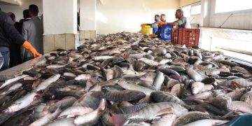 تربية المائيات المدمجة مع الفلاحة…تسطير هدف انتاج 3000 طن من الأسماك في 2024