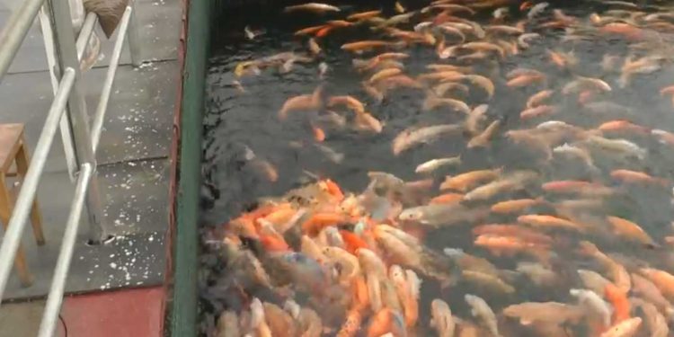 تربية اسماك البلطي…تعليمات تتعلق بتحفيزات مالية و جبائية