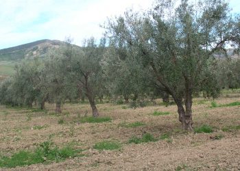 فلاحة…تأجيل دفع الإتاوة على أراضي الامتياز