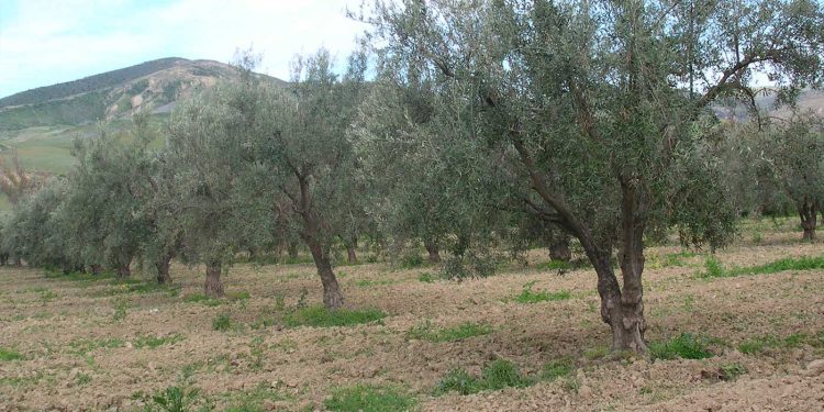 فلاحة…تأجيل دفع الإتاوة على أراضي الامتياز