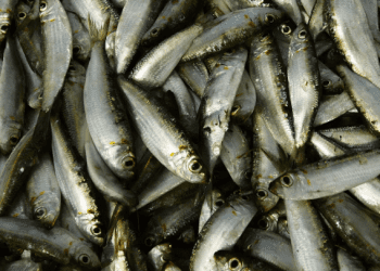 السردين بـ 500 دينار ابتداءا من يوم امس