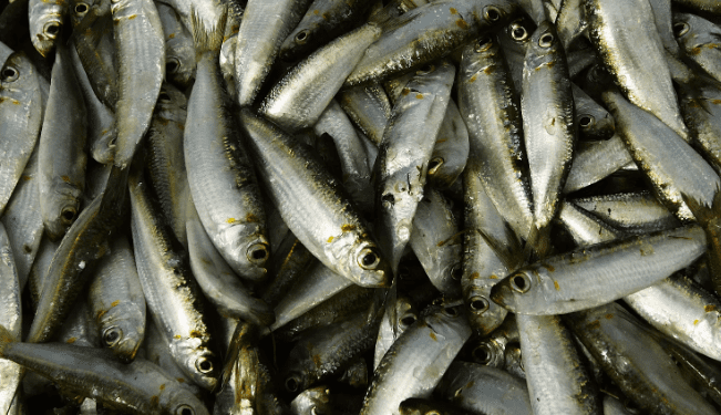 السردين بـ 500 دينار ابتداءا من يوم امس