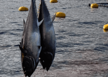 انتاج السمك بلغ 112 ألف طن في 2023