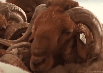 أغنام “الدغمة”…اطلاق برنامج لاعادة إدماجها في المحيط الرعوي