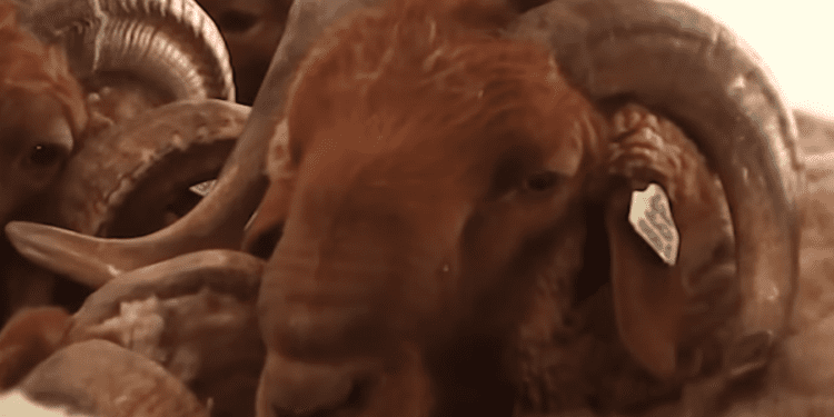 أغنام “الدغمة”…اطلاق برنامج لاعادة إدماجها في المحيط الرعوي