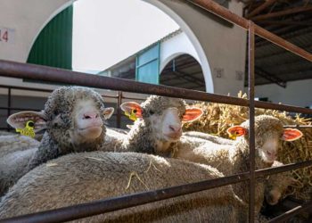 اسبانيا: دعوات لتسهيل إجراءات تصدير لحوم الأغنام إلى الجزائر