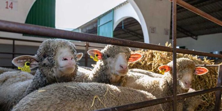 اسبانيا: دعوات لتسهيل إجراءات تصدير لحوم الأغنام إلى الجزائر