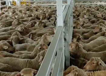 الجزائر تستعد لعيد الأضحى باستيراد مليون رأس ماشية