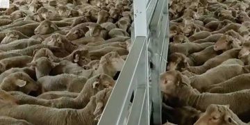 الجزائر تستعد لعيد الأضحى باستيراد مليون رأس ماشية