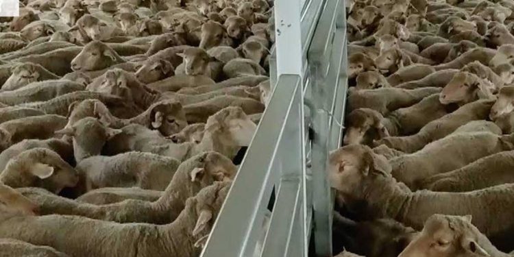 الجزائر تستعد لعيد الأضحى باستيراد مليون رأس ماشية