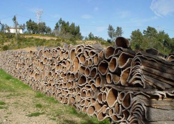 إيرادات المنتجات الغابية تتجاوز مليار دينار في 2024