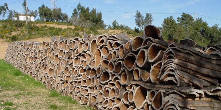 إيرادات المنتجات الغابية تتجاوز مليار دينار في 2024