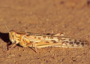 اجتماع تحضيري لمكافحة الجراد الصحراوي في ورقلة