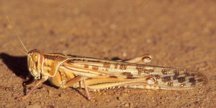 اجتماع تحضيري لمكافحة الجراد الصحراوي في ورقلة