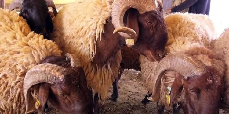 حظيرة ذكية لحماية سلالة “الحمرا” المحلية
