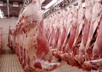 توسيع مشروع “بي أف الجزائر” لإنتاج اللحوم الحمراء بالجنوب