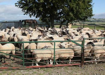 أضاحي العيد..انطلاق بيع الأضاحي الاسبوع المقبل بسعر موحد عبر 800 نقطة بيع