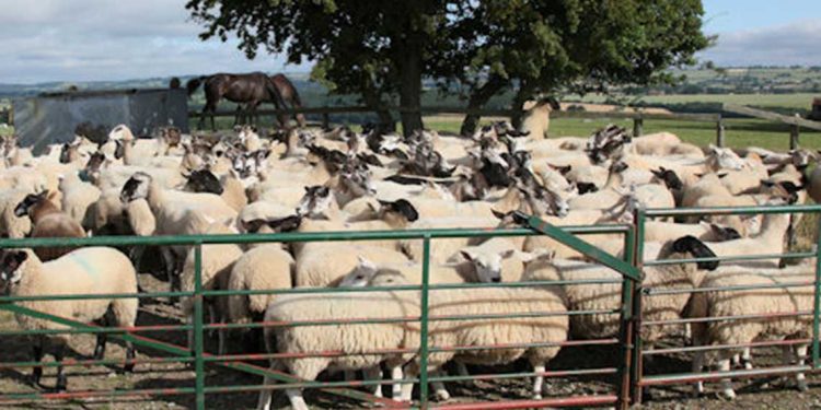 أضاحي العيد..انطلاق بيع الأضاحي الاسبوع المقبل بسعر موحد عبر 800 نقطة بيع