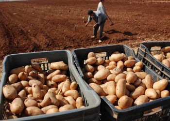 الجزائر تطرق أبواب أوروبا كمورد واعد للفواكه والخضروات