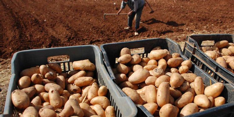 الجزائر تطرق أبواب أوروبا كمورد واعد للفواكه والخضروات