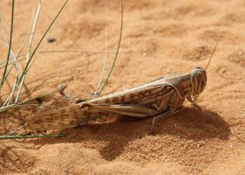 الجراد الصحراوي يهدد المحاصيل والمراعي في شمال غرب إفريقيا