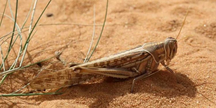 الجراد الصحراوي يهدد المحاصيل والمراعي في شمال غرب إفريقيا