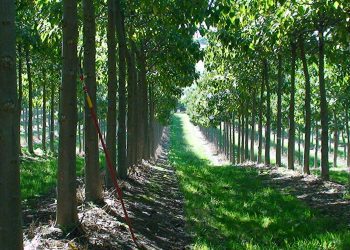 السد الأخضر…غرس أشجار البولونيا على مساحة 500 هكتار