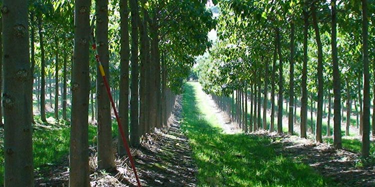 السد الأخضر…غرس أشجار البولونيا على مساحة 500 هكتار