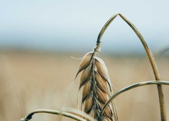 القمح في مصر والجزائر: استهلاك ضخم وسوقٌ متحوّل