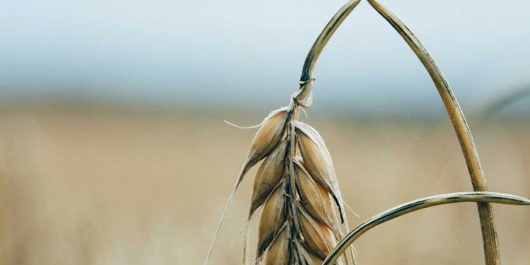 القمح في مصر والجزائر: استهلاك ضخم وسوقٌ متحوّل