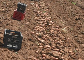 العيد الوطني للبطاطس…تظاهرة اقتصادية تستقطب نحو 400 فاعل