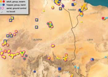 تقرير أبريل 2025..الجراد الصحراوي يواصل انتشاره بين الجزائر وتونس وليبيا