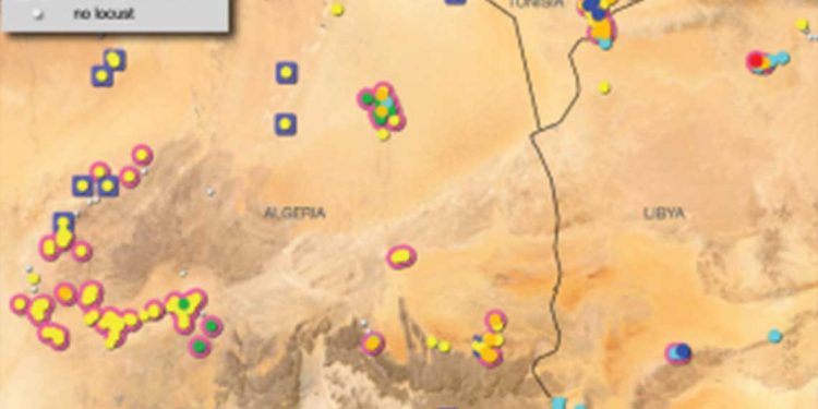 تقرير أبريل 2025..الجراد الصحراوي يواصل انتشاره بين الجزائر وتونس وليبيا
