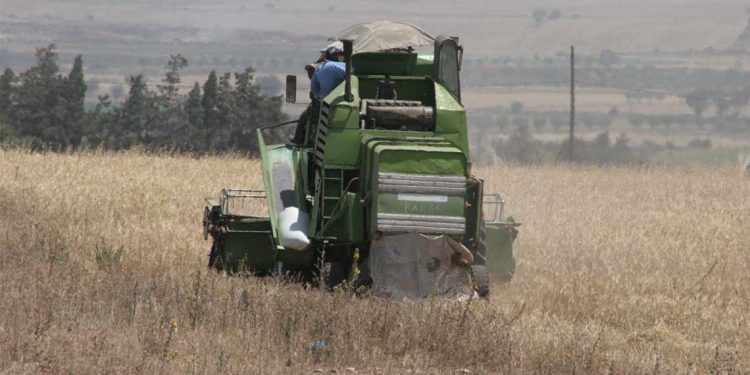 ورقلة اطلاق حملة الحصاد والدرس للموسم الفلاحي 2025