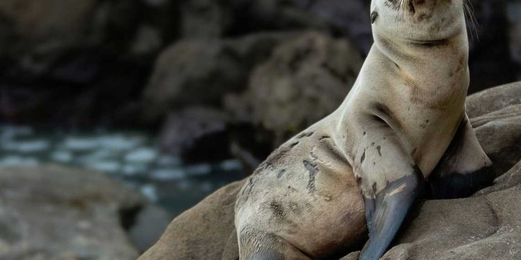 ظهور نادر لفقمة على أحد الشواطئ غرب سكيكدة