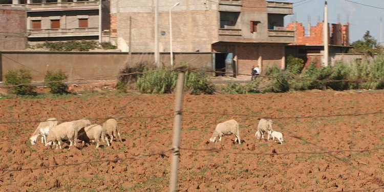 عيد الأضحى 2025…كيف ستجمع جلود الأضاحي هذه المرة ؟