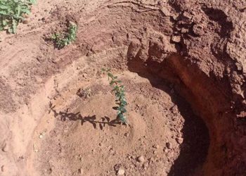 إعادة بعث السد الأخضر…إنشاء محمية رعوية بمساحة 400 هكتار