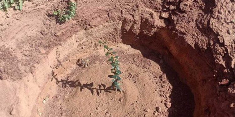 إعادة بعث السد الأخضر…إنشاء محمية رعوية بمساحة 400 هكتار