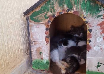 القطط تغزو البيوت الجزائرية.. هل نعيش ثورة عاطفية أم استهلاكية؟