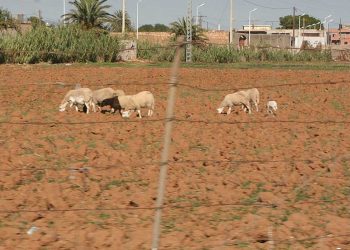 عطلة عيد الأضحى: ثلاثة أيام مدفوعة الأجر