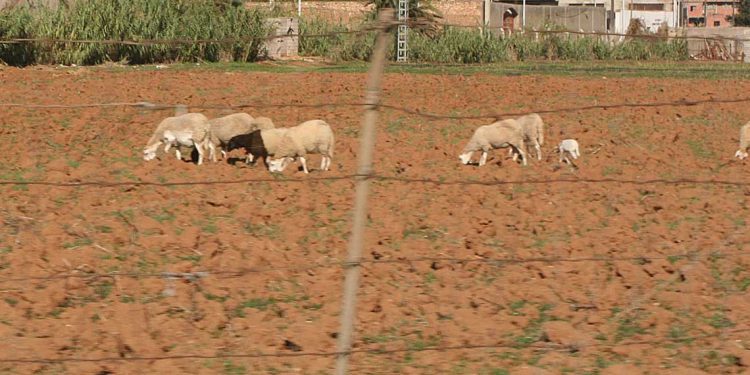 عطلة عيد الأضحى: ثلاثة أيام مدفوعة الأجر