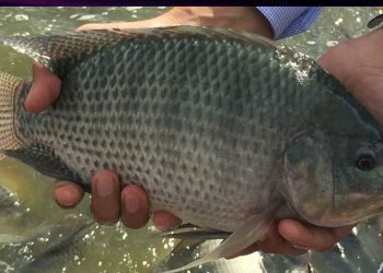 النعامة تطلق تجربة نموذجية لتربية البلطي الأحمر في أحواض السقي