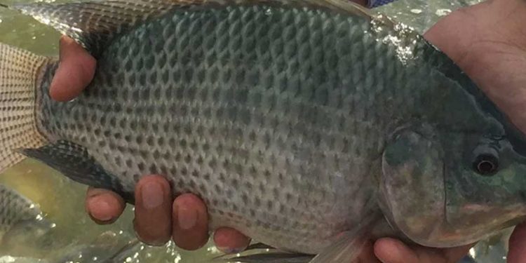 النعامة تطلق تجربة نموذجية لتربية البلطي الأحمر في أحواض السقي