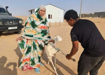 جمعية جزائرية توزّع أضاحي العيد في مخيمات اللاجئين الصحراويين