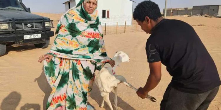 جمعية جزائرية توزّع أضاحي العيد في مخيمات اللاجئين الصحراويين