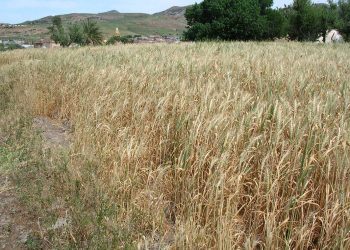 إنتاج القمح الصلب يُبشّر باكتفاء ذاتي في 2026