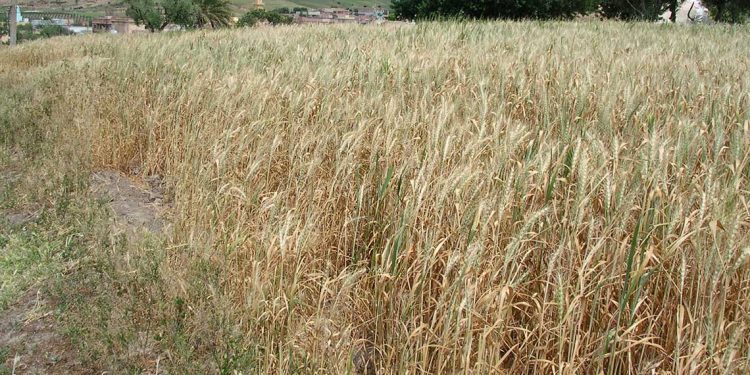 إنتاج القمح الصلب يُبشّر باكتفاء ذاتي في 2026