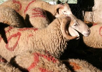 عيد الأضحى: بين فرحة الشعيرة ومخاطر الإهمال… كيف نمنع الحوادث؟